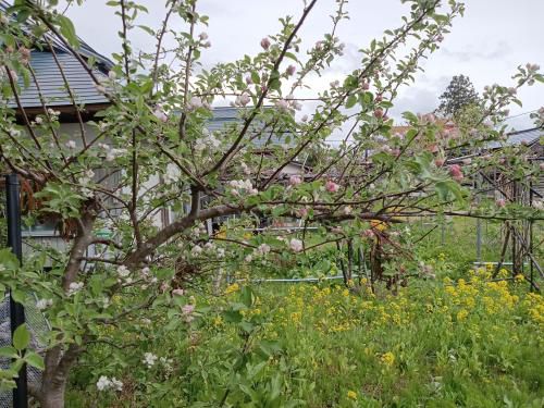 我が家の菜園リンゴの花