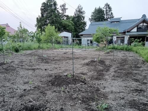 家庭菜園