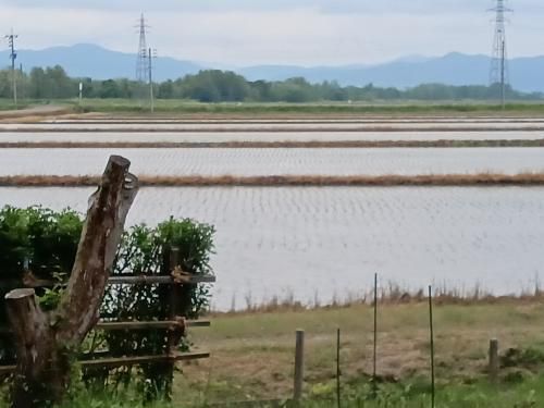 田植えが終わり
