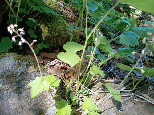 カニコウモリ（日光白根山）