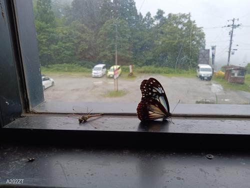 雨やどり