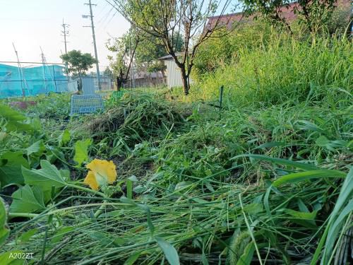 夏は草刈り、草むしり
