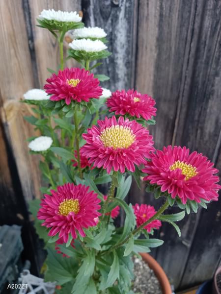 アスター