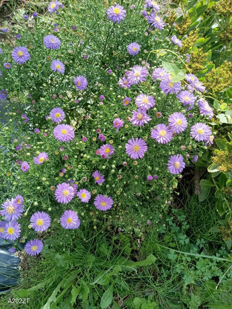 小菊