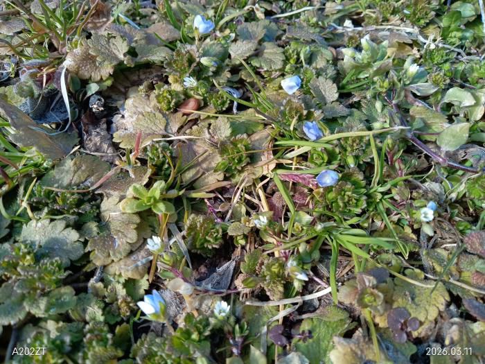 おおいぬのふぐり（大犬の陰嚢） 