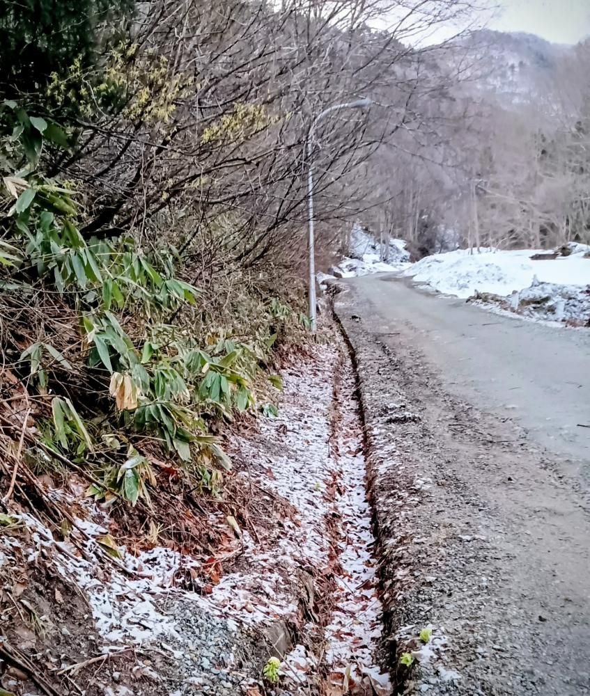 まんさくの花（天元台高原）