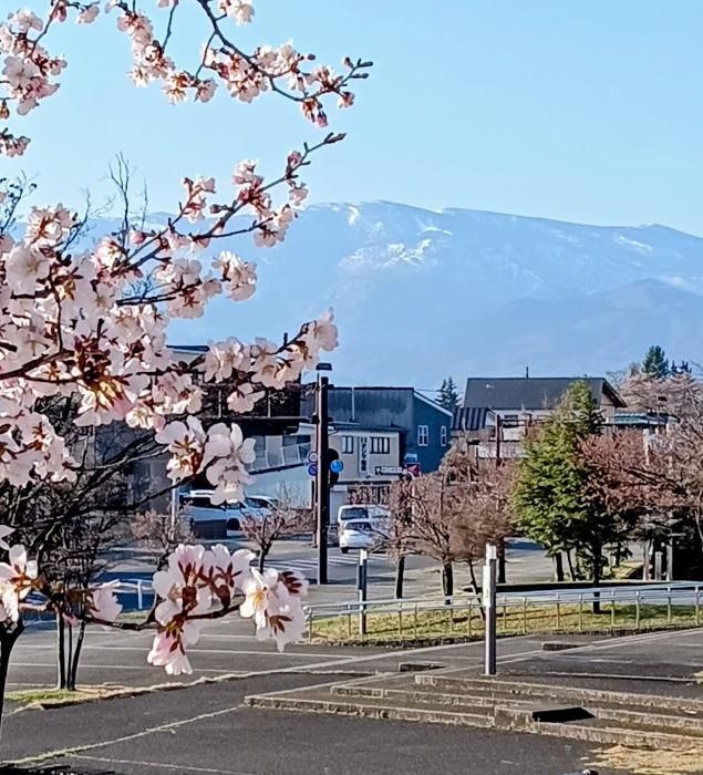 桜（伝国の杜）