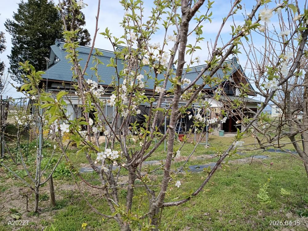 サクランボの花