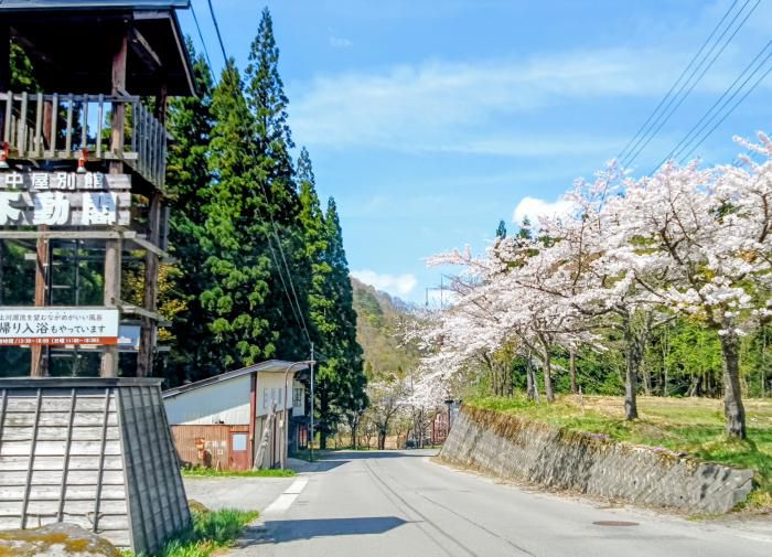 白布温泉の桜