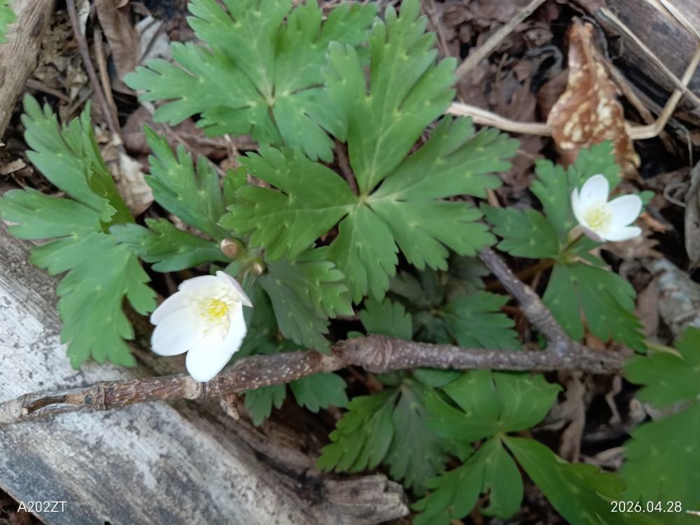 ニリンソウ(湯の入沢）