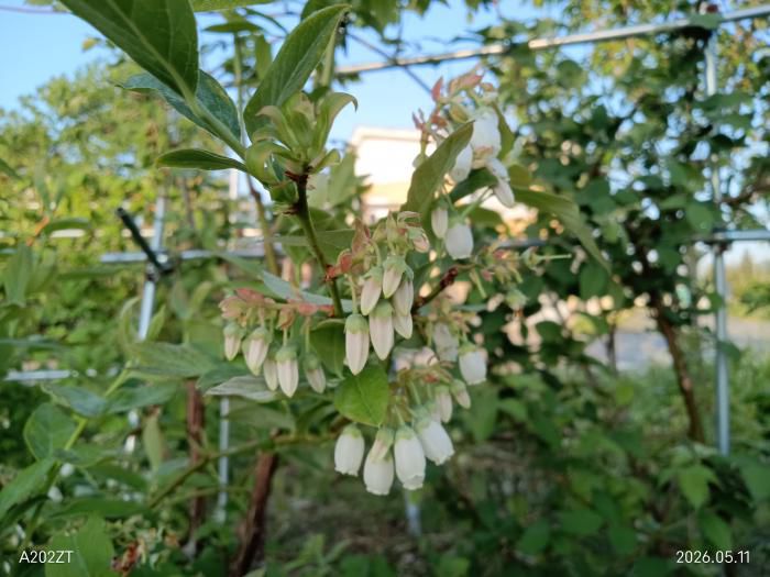 ブルーベリーの花