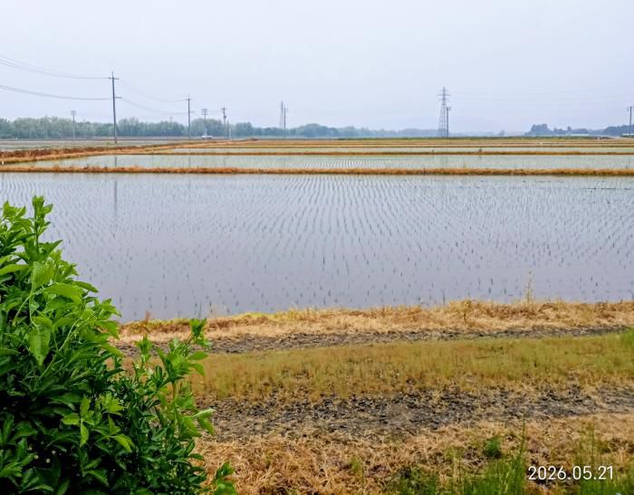 窪田地区田植えも終わり