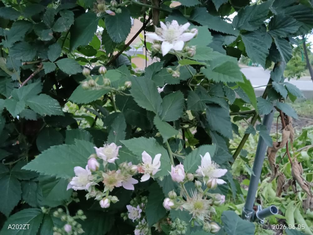 ブラックベリーの花