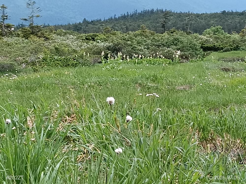 ワダスゲ（大凹）