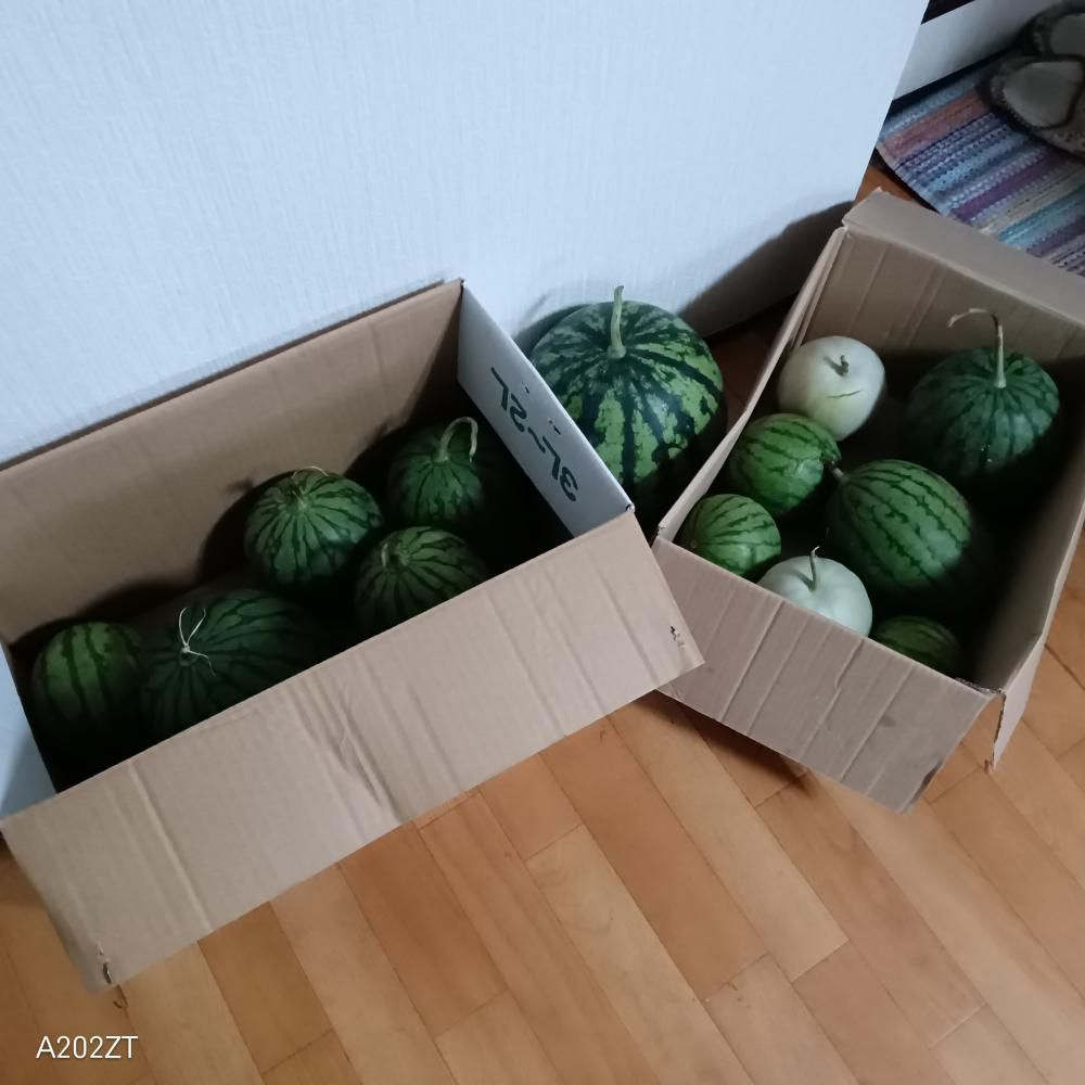 我が家のスイカ