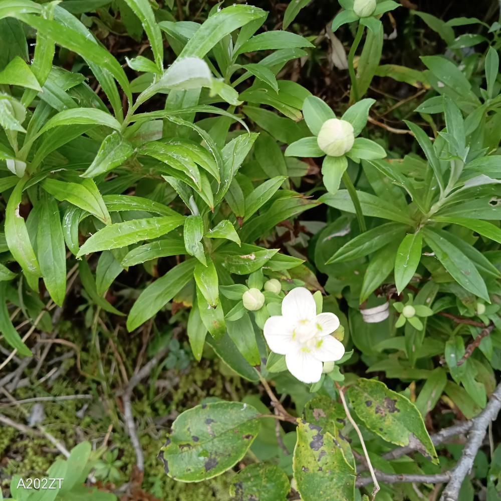 ウメバチソウ（箕輪山）