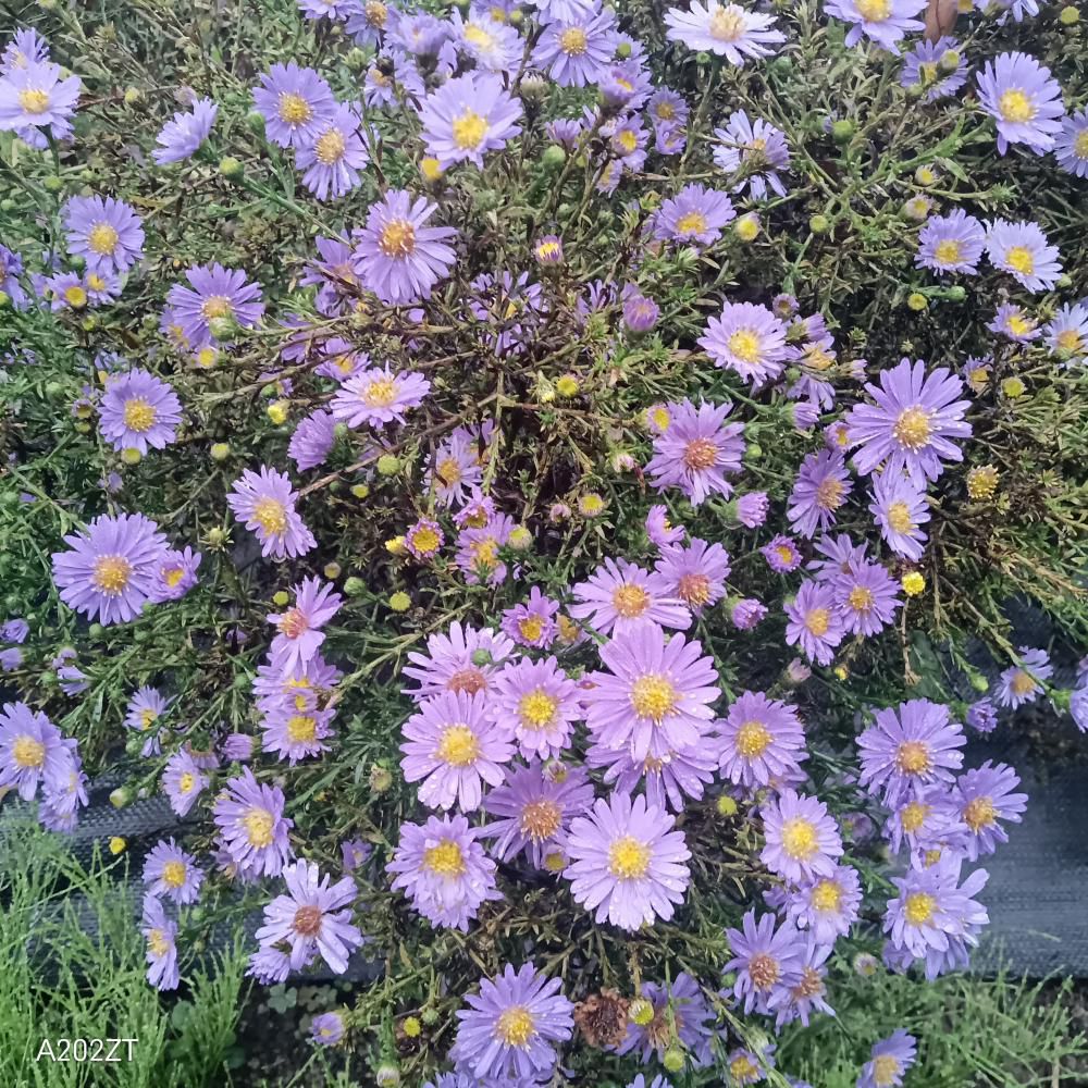 宿根アスター