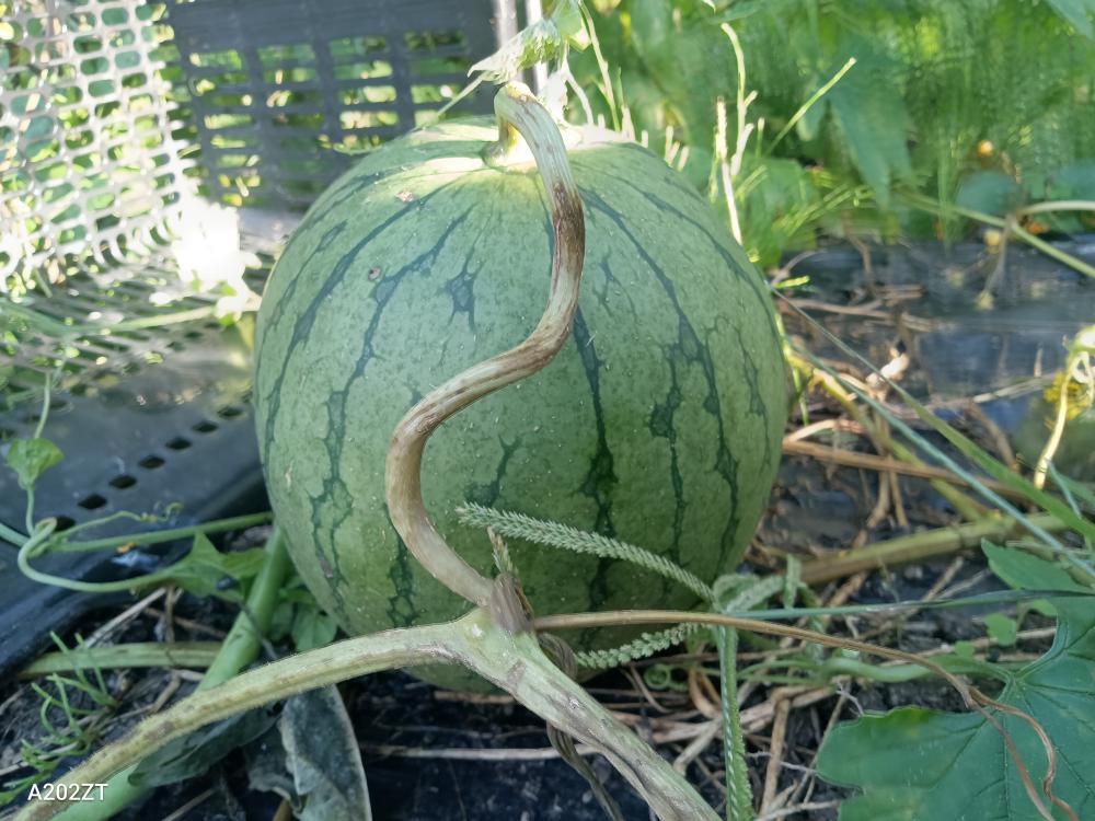 我が家のスイカ