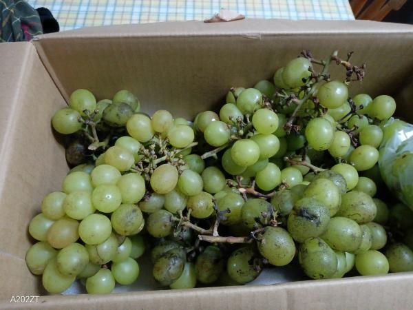 お裾分けシャインマスカット