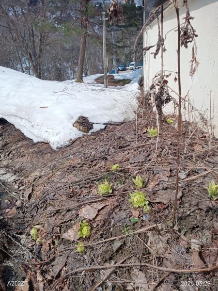 湯元にフキノトウ