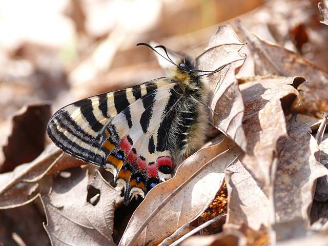 ヒメギフチョウ
