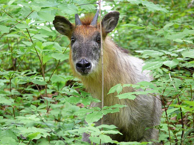 山のカモシカ