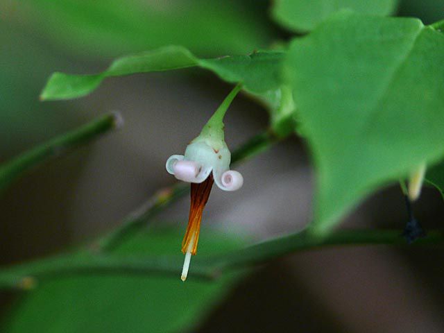 アクシバの花