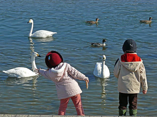 千眼寺裏の白鳥