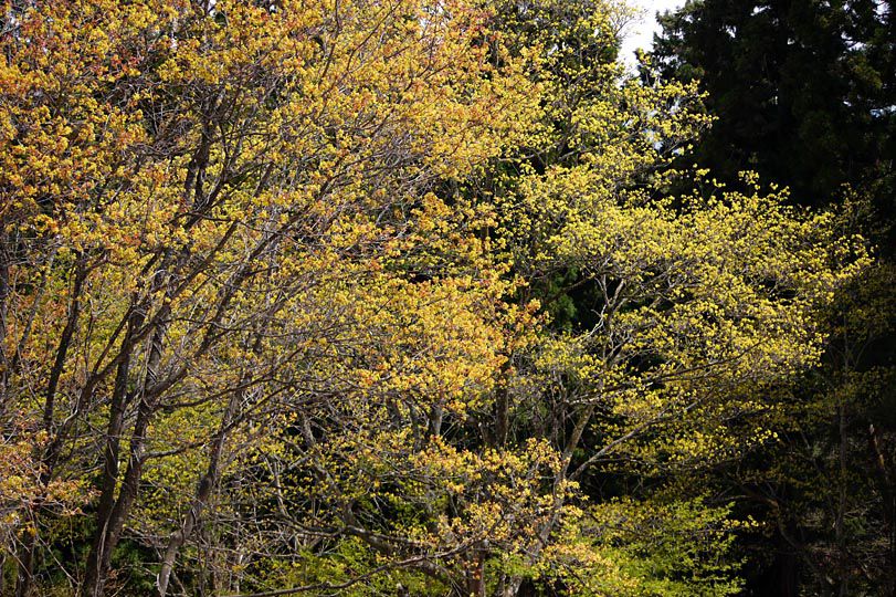 山は春紅葉