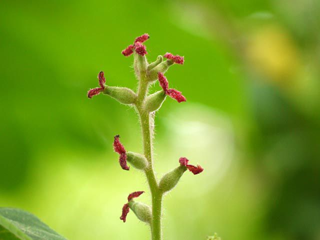 オニグルミの花