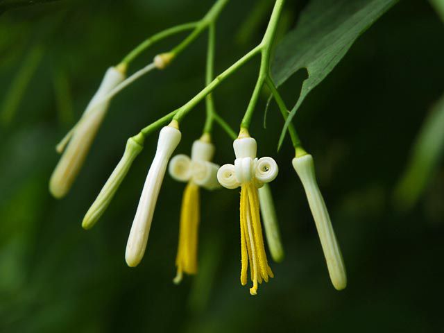 ウリノキの花