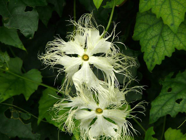 カラスウリの花