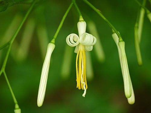 ウリノキの花