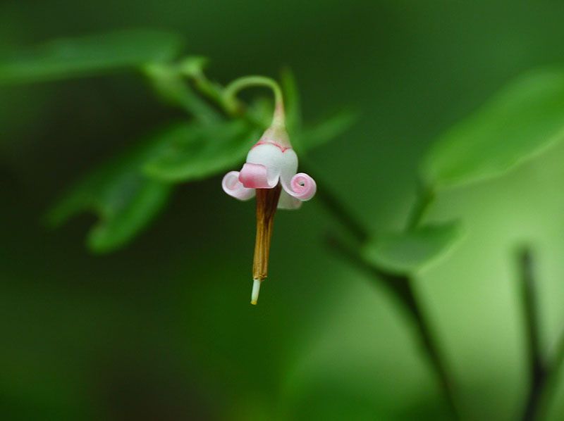 アクシバの花