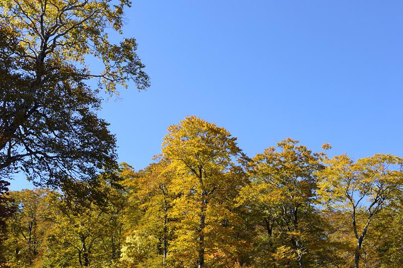 西吾妻スカイバレーの紅葉