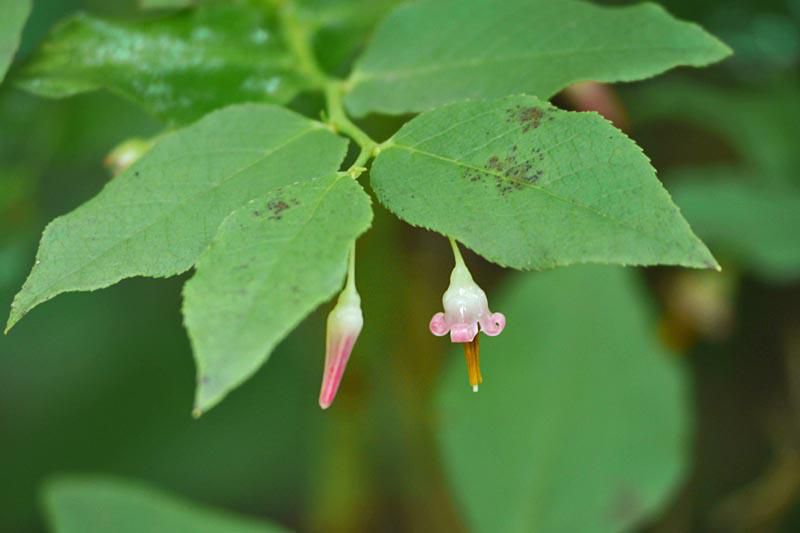 アクシバの花