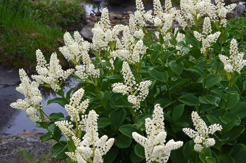 西吾妻の植物アルバム