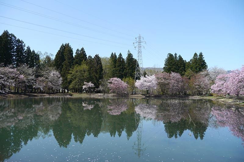 米沢の桜　月遅れアルバム