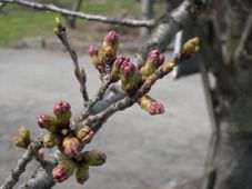 ４月１３日（日）