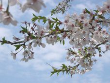 花吹雪　　４月２６日 （土）