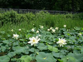 蓮の花が咲きました