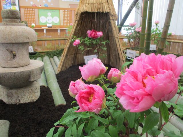 まほろば冬咲きぼたんまつり♪