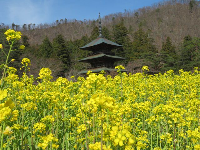 菜の花が満開です♪