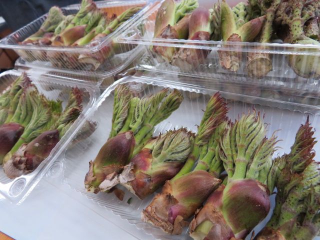 たらの芽が入荷しました♪