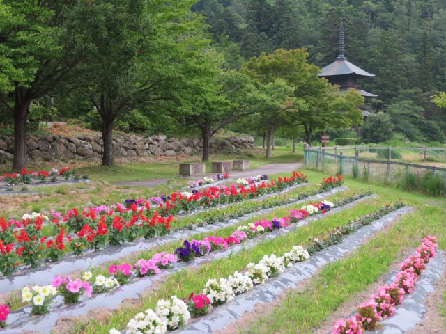 「万葉の花園」満開です♪