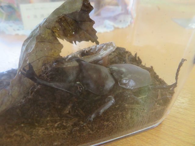 カブト虫、はじめました～♪