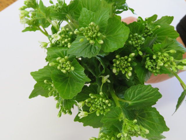 何の花でしょう？