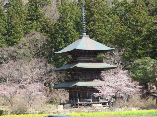 桜が咲いてます♪