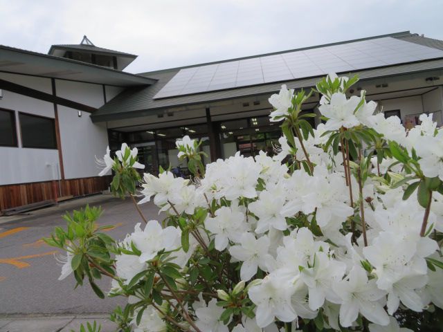 白つつじが見頃です♪