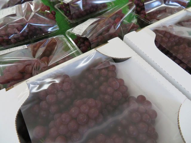 高畠産「デラウエア」の販売が始まりました♪